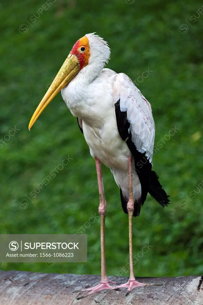 A Yellow-Billed Stork  Mycteria ibis