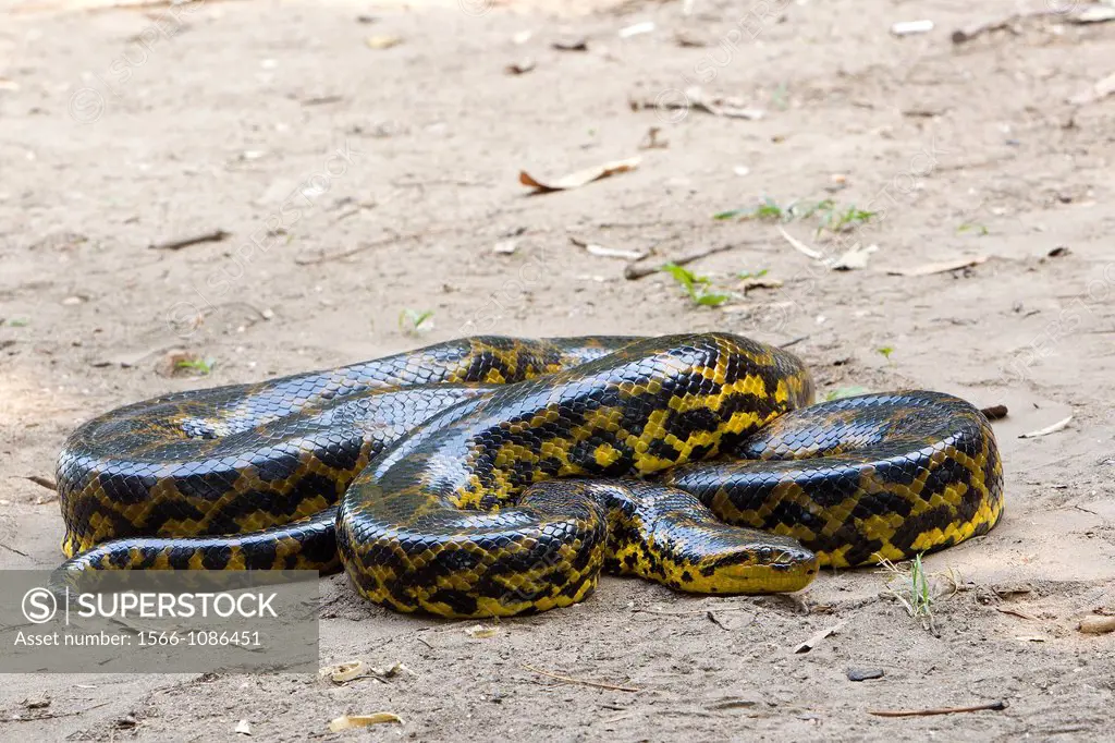 Brazil, Mato Grosso, Pantanal area, Green Anaconda  Eunectes murinus,