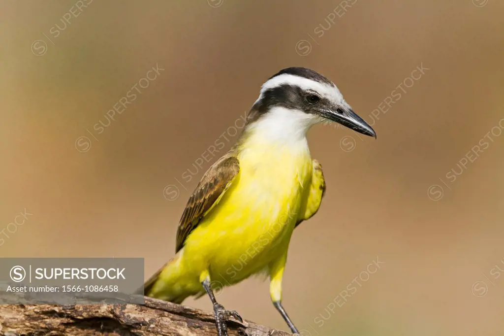 Brazil, Mato Grosso, Pantanal area, Lesser Kiskadee Philohydor lictor adult, perched