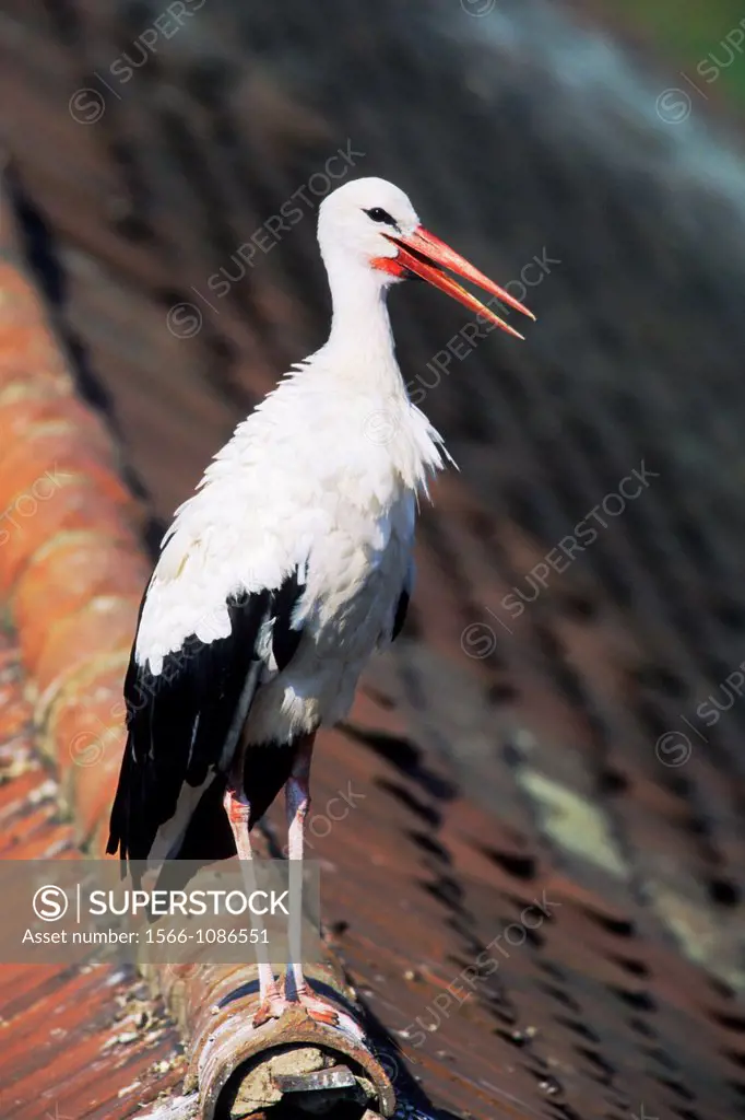 White Stork Ciconia ciconia stands on a roof in the near from its nest - Bavaria/Germany