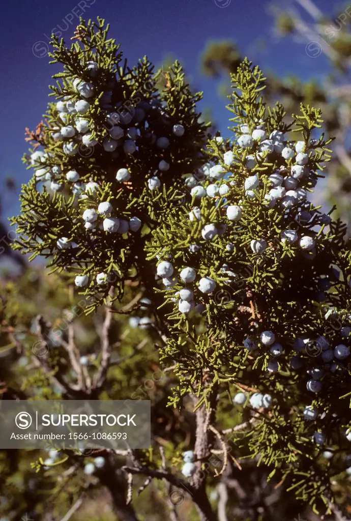 Juniper berries, Vasquez Rocks County Park, California