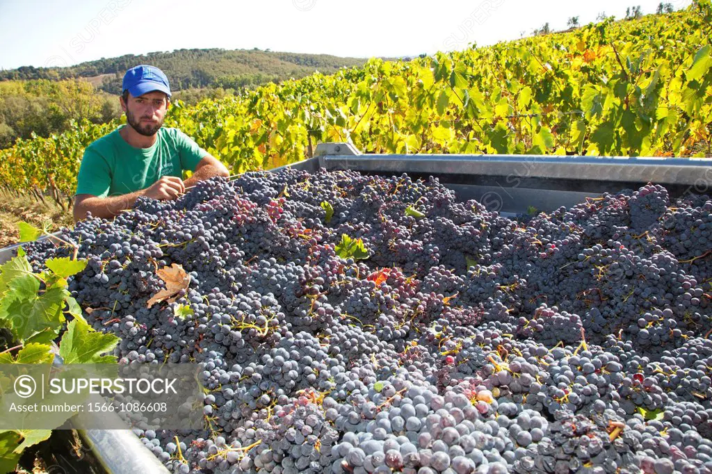 grape harvest, vineyards, chianti, area of brolio, province of siena, tuscany, italy, europe