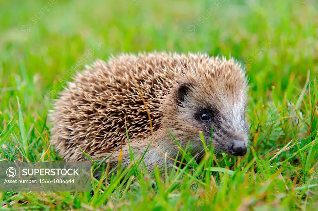 Stock photo of a baby hedgehog