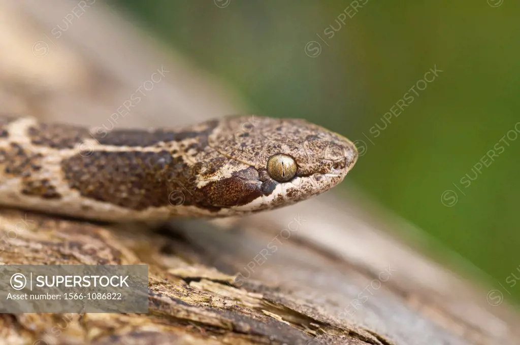 Texas night snake, Hypsiglena torquata jani, native to southern United States and Mexico