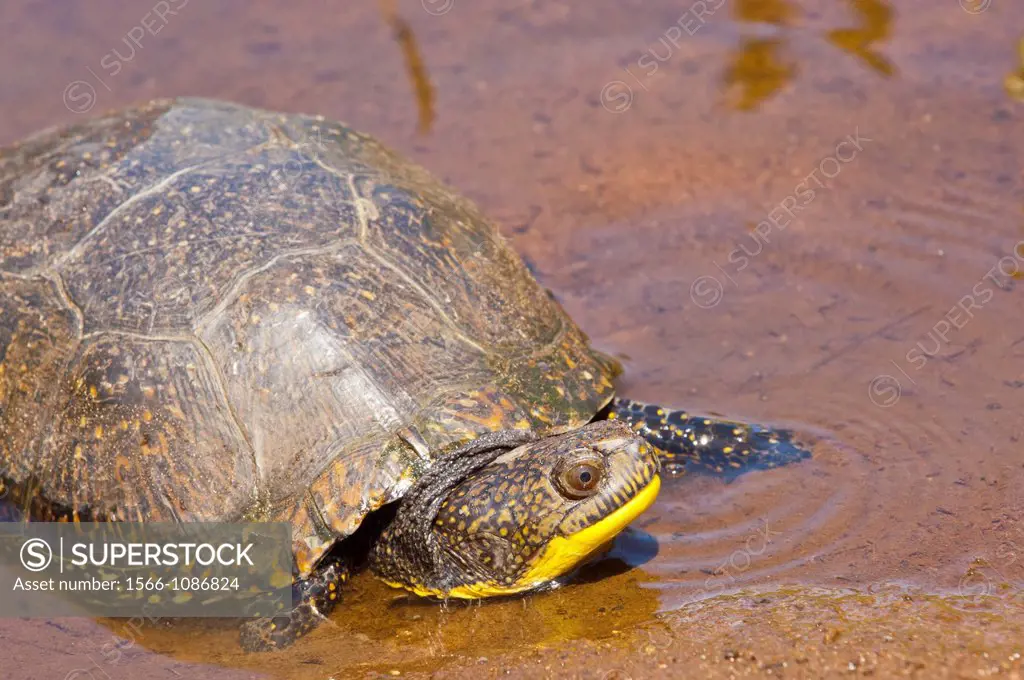 Blanding´s turtle, Emydoidea blandingii, native to the Great Lakes of North America from Nebraska to Nova Scotia