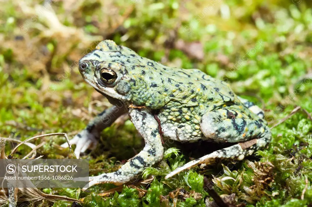 The western green toad, Bufo debilis, found in southwestern US in Arizona, New Mexico, Colorado, Kansas and Texas
