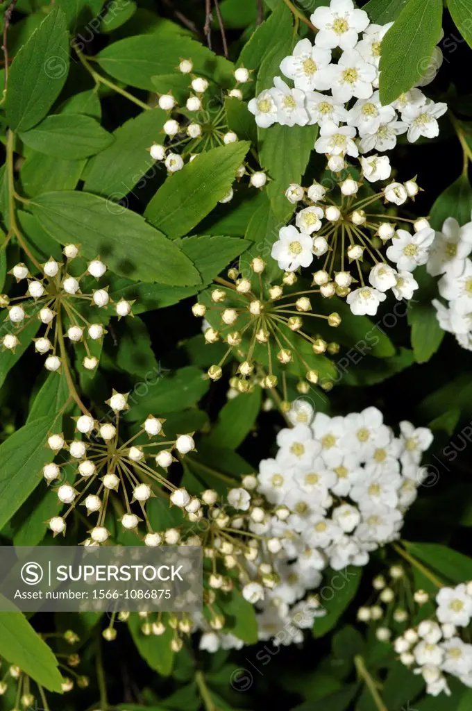 Sambucus nigra  Elder, Elderberry, Black Elder, European Elder, European Elderberry, European Black Elderberry  Fam  Adoxaceae  Turo del Putget park  ...