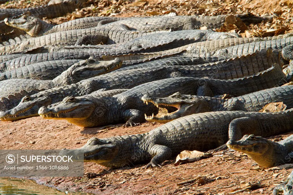 Brazil, Mato Grosso, Pantanal area, Spectacled caiman Caiman crocodilus.