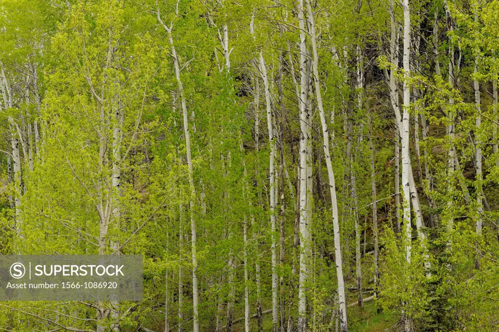 Grove of aspens (Populus tremuloides) along the Maligne Lake Road, Jasper National Park, Alberta, Canada