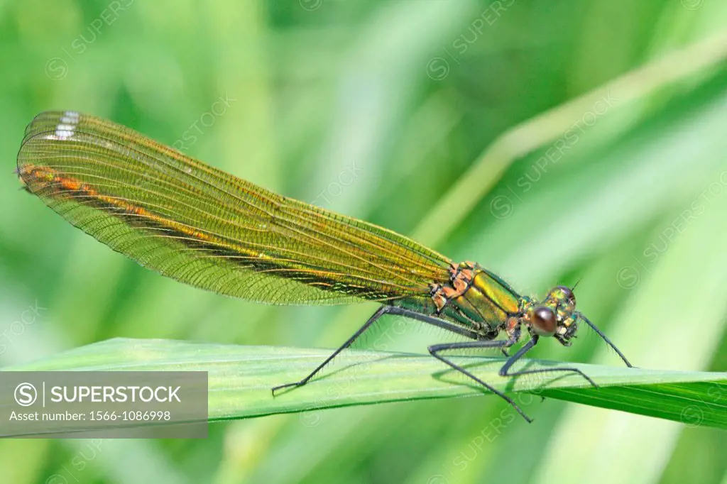 Banded Demoiselle, Calopteryx splendens, female  Mature female on grass  Metallic green damselfly with ruby tipped tail  Small white stigmata  male is...
