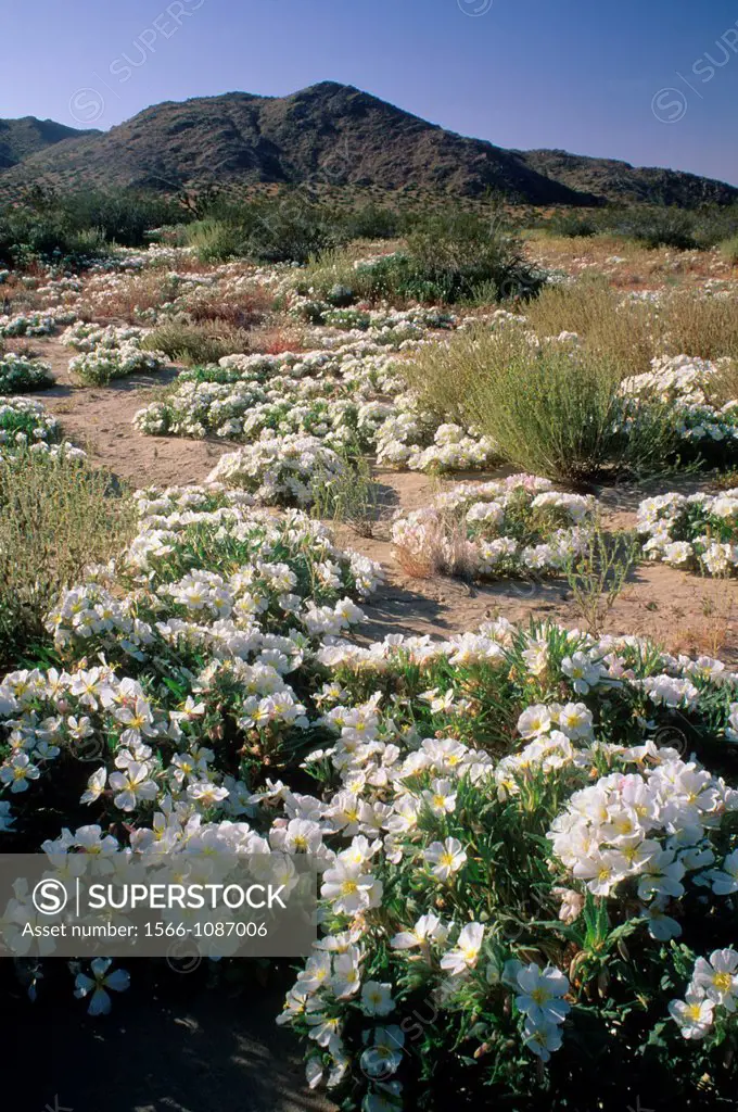 Desert primrose Oenothera deltoides, Saddleback Butte State Park, California