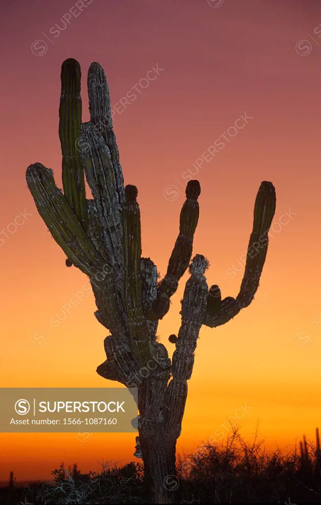 Giant Cactus, Baja California, Mexico