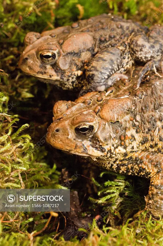 American toads, Bufo americanus, Minnesota, USA