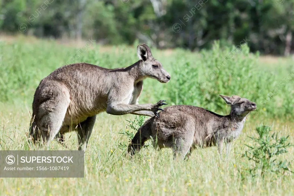 Eastern grey kangaroo Macropus giganteus mating, it is the second largest living marsupial and one of the icons of Australia The Eastern grey kangaroo...