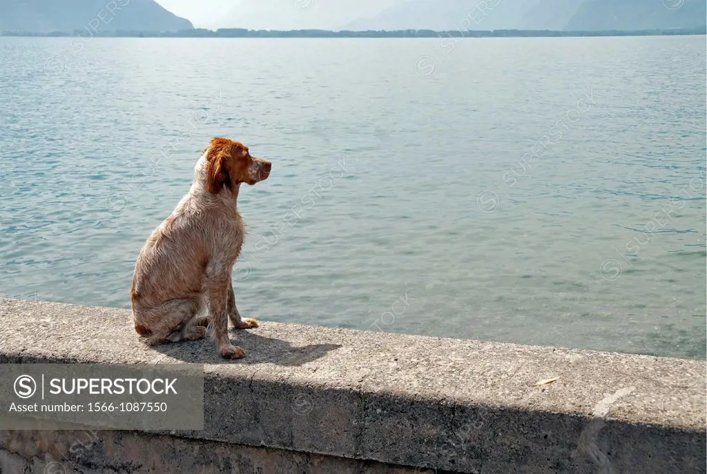lonely dog watching the Lake, Montreux, Geneva Lake, Switzerland