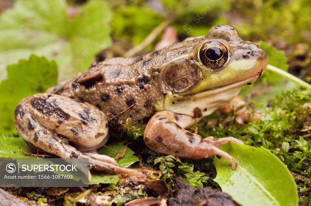 The mink frog, Rana septentrionalis, is a small frog native to the United States and Canada