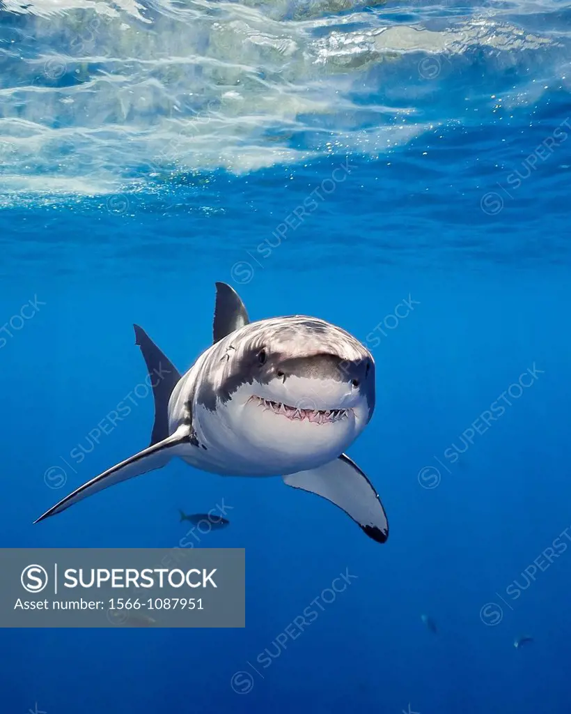 great white shark, Carcharodon carcharias, Guadalupe Island, Mexico, East Pacific Ocean