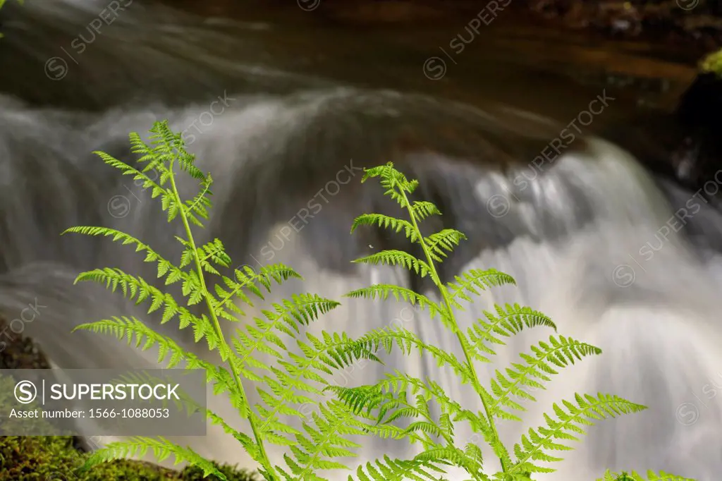 Bilston Creek with lady ferns, Metchosin, BC, Canada