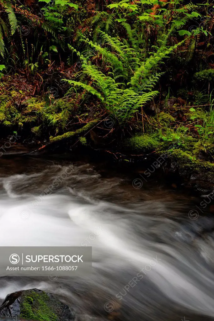 Shepperd´s Dell creek above the waterfall , Columbia Gorge Nat Scenic Area, Orgeon, USA