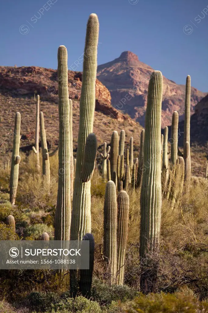 Ajo, Arizona - Saguaro cactus in Organ Pipe Cactus National Monument