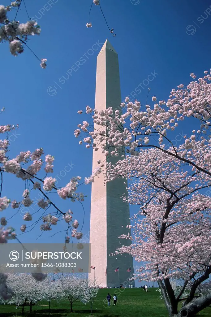 Spring Cherry Blossoms and Washington Monument in Washington DC