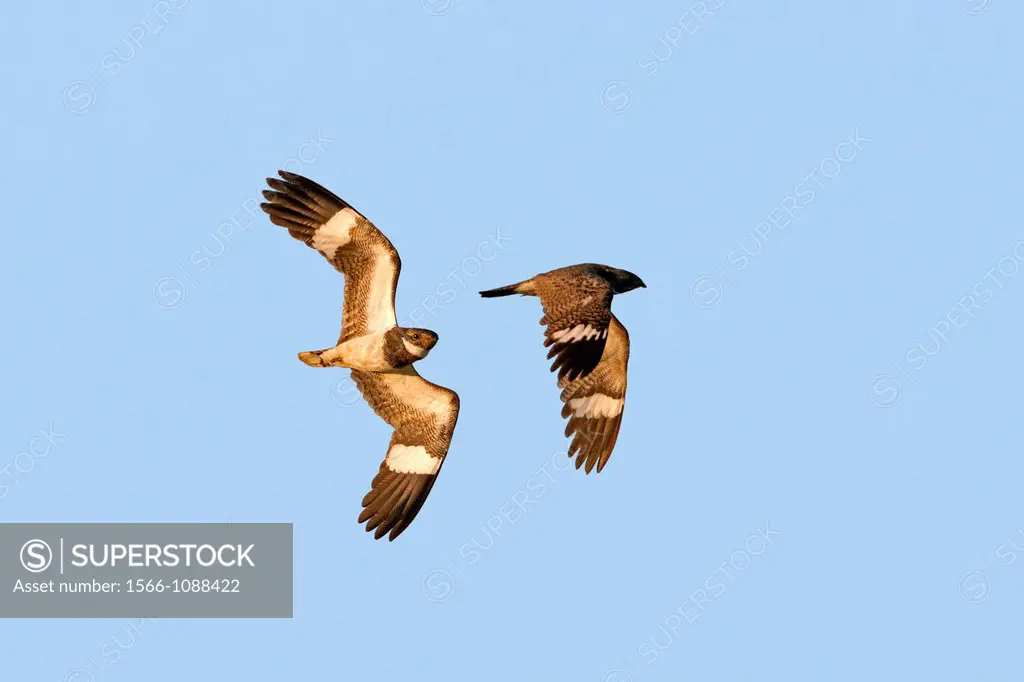 Brazil, Mato Grosso, Pantanal area, Nacunda Nighthawk Podager nacunda