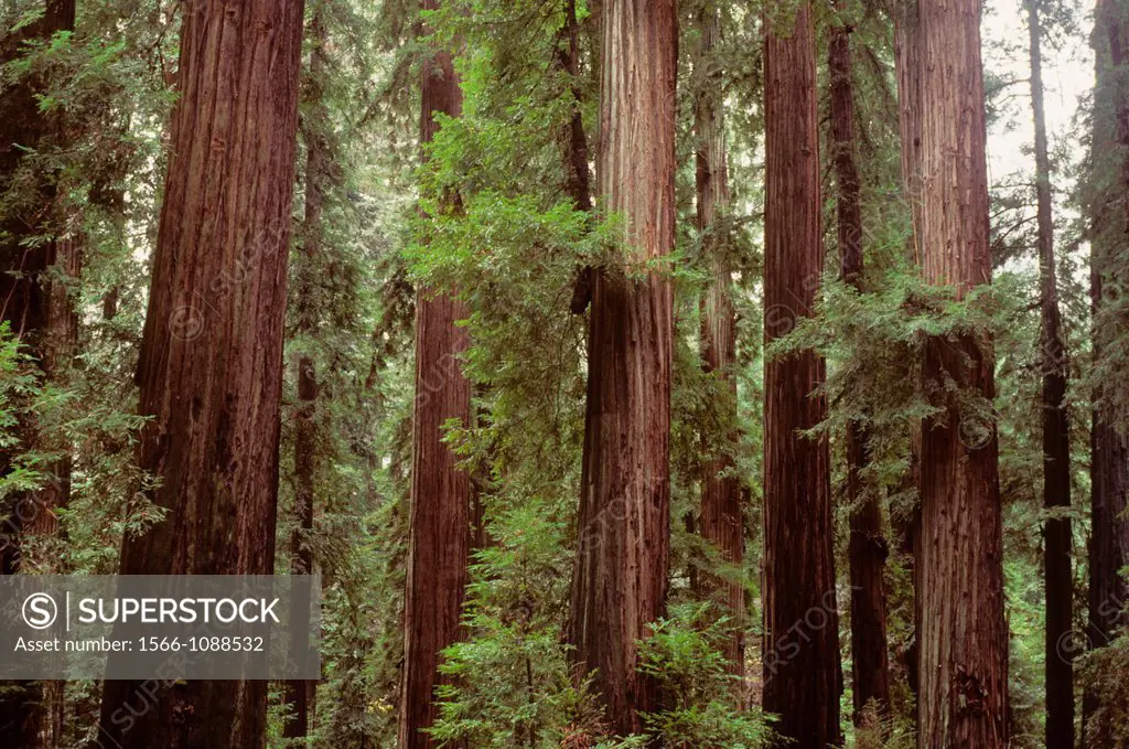 Coast redwood Sequoia sempervirens forest, Richardson Grove State Park, California