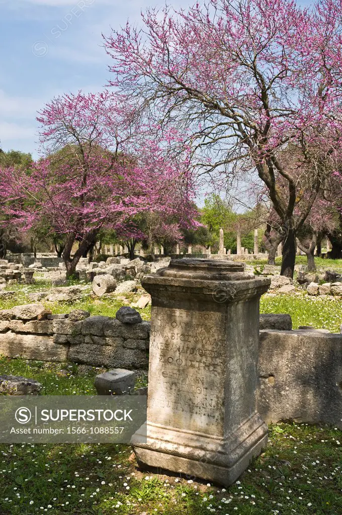 Springtime with the judas trees in bloom at ancient Olympia, Peloponnese, Greece
