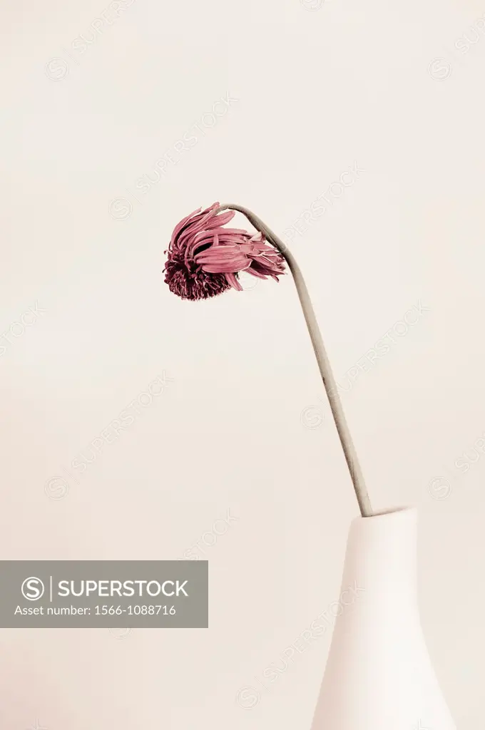 Wilted flower in a vase