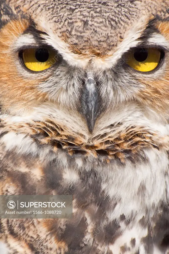Common Great Horned Owl, Bubo virginianus virginianus, Minnesota, USA