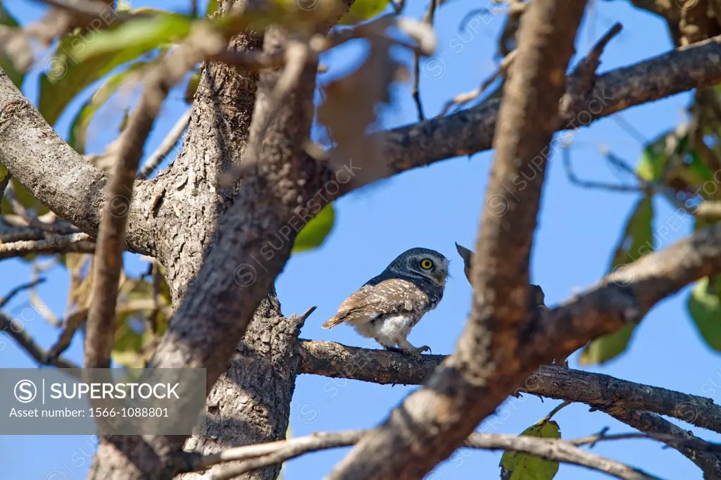 India , State of Gujarat , Town of Jungadh , Spotted Owlet Athene brama