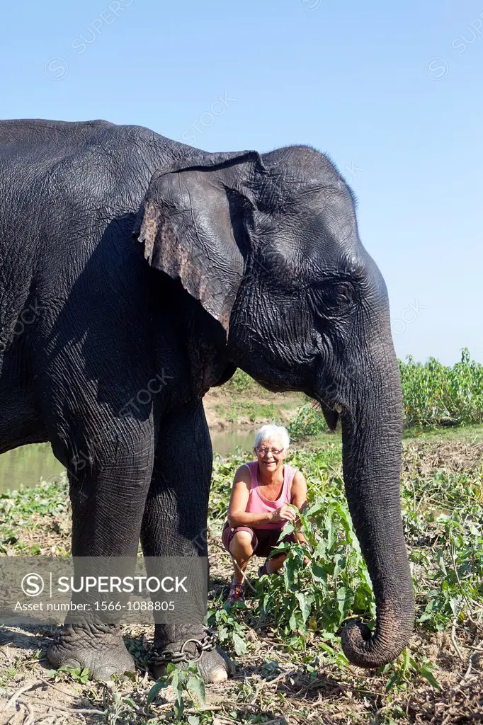 ndia , State of Assam ,Kaziranga National Park ,Asian Elephant  Elephas maximus  , wild
