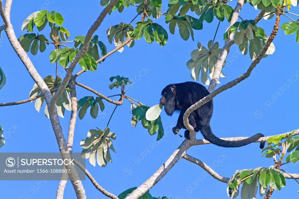 Brazil, Mato Grosso, Pantanal area, Black and Gold Howler Monkey male Alouatta caraya  , eating leaves.