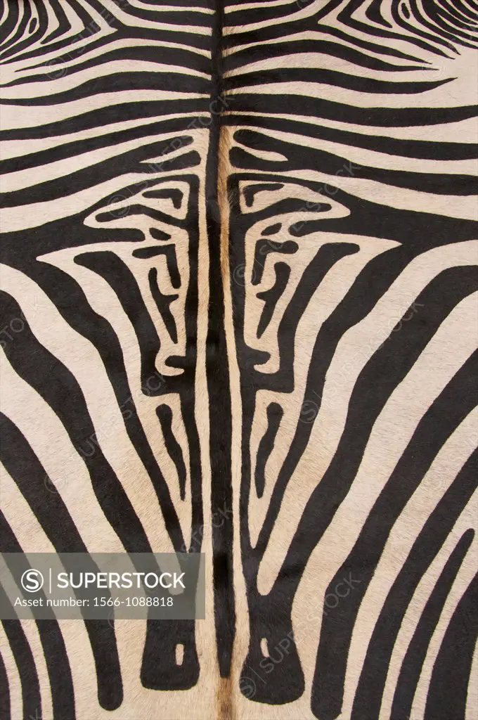 Black and white fur zebra skin