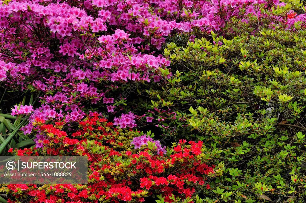 Rhododendrons in bloom, Victoria, BC, Canada