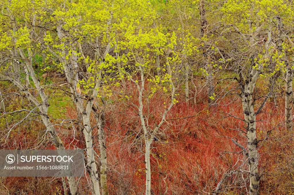 Trembling aspen (Populus  tremuloides) Leafing out in Blakiston River Valley, Waterton Lakes National Park, Alberta, Canada
