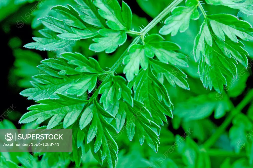 Wild Chervil Anthriscus sylvestris, Cow Parsley  Leaves detail  A large white umbellical with tripinnate leaves  The plant belongs to large family tha...