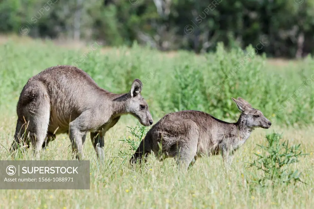 Eastern grey kangaroo Macropus giganteus mating, it is the second largest living marsupial and one of the icons of Australia The Eastern grey kangaroo...
