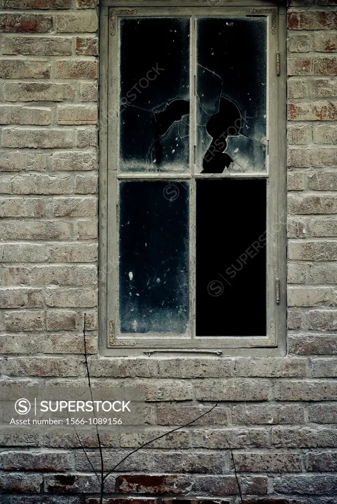 Broken window and a growing plant