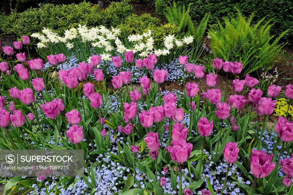 Butchart Gardens in spring- Tulips and forget-me-nots in the Sunken Garden, Victoria, British Columbia, Canada
