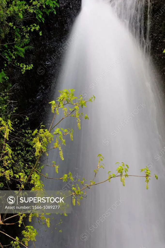 Shepperd´s Dell waterfall , Columbia Gorge Nat Scenic Area, Orgeon, USA