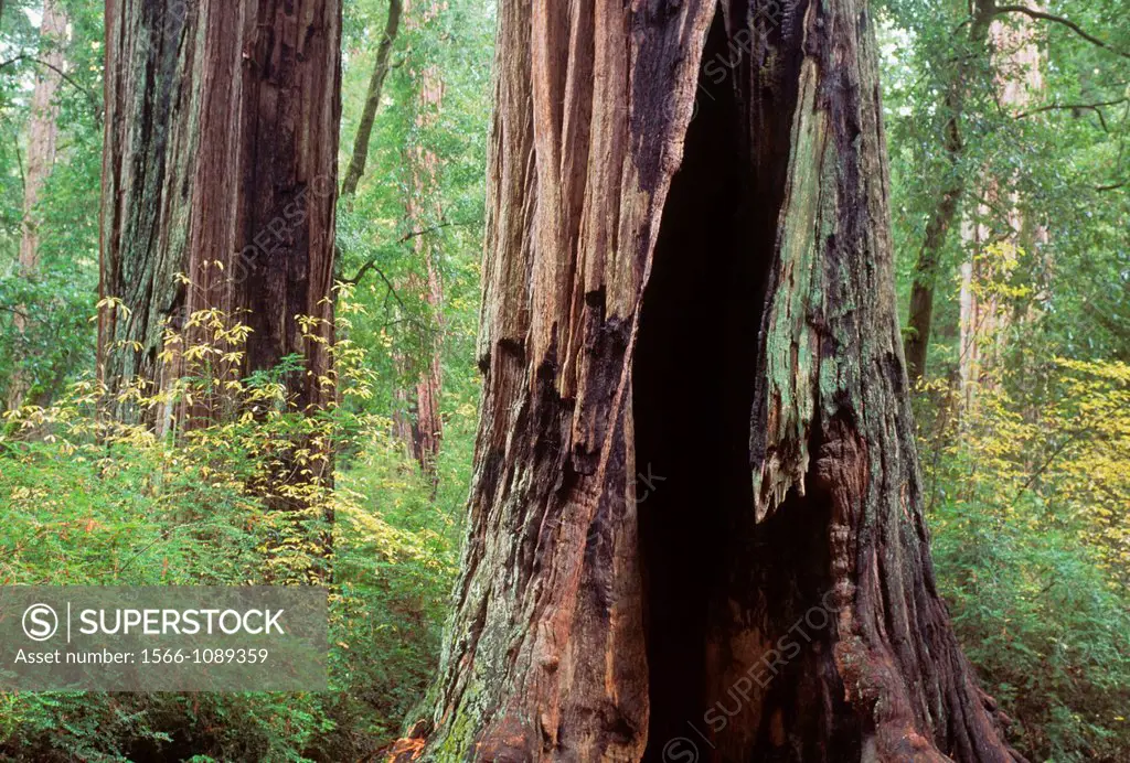 Chimney Tree on Redwood Nature Trail, Big Basin Redwoods State Park, California