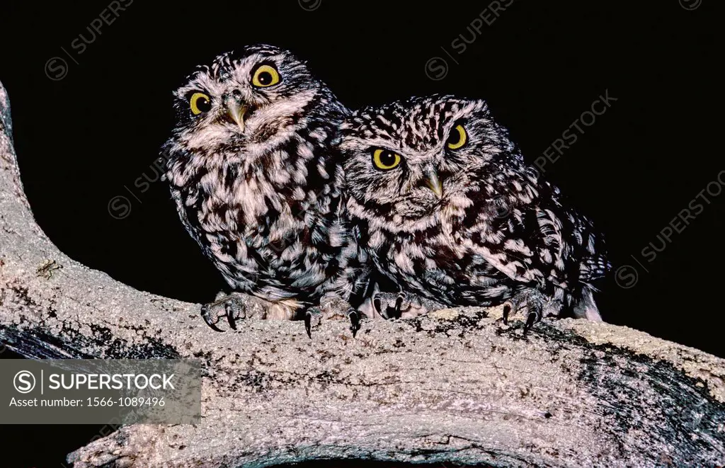 Little Owl, Athene noctua, Doñana National Park, Andalusia, Spain        