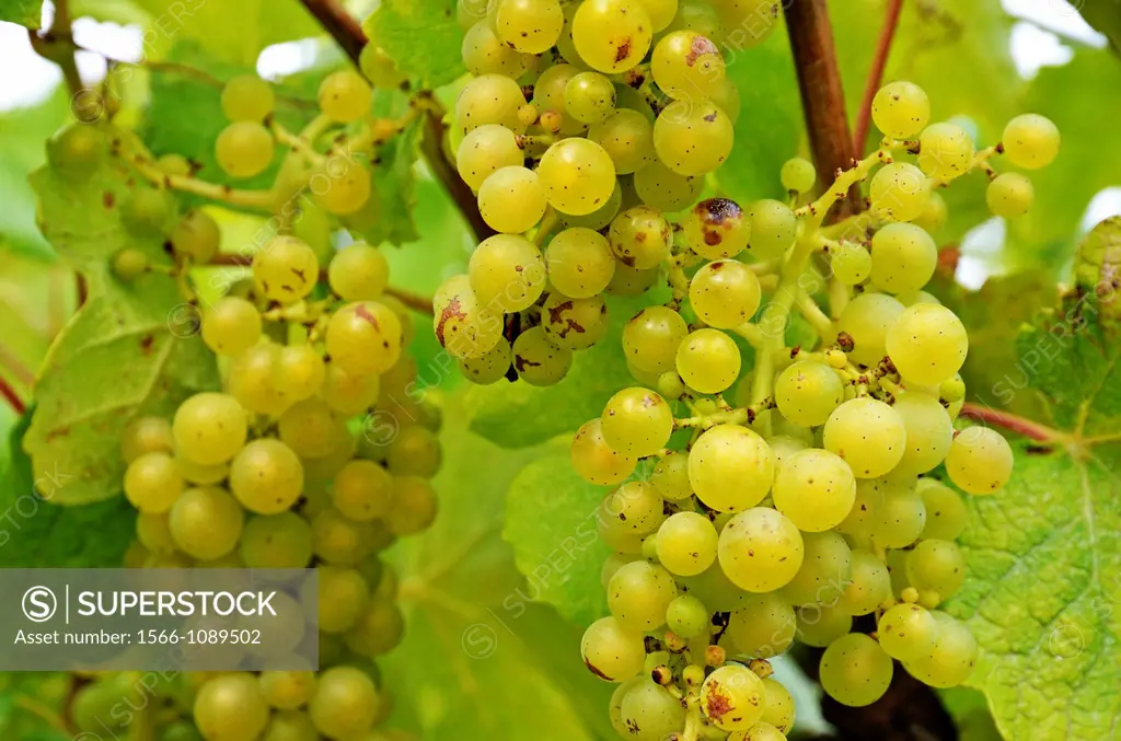 White grapes on vine, Provence, France