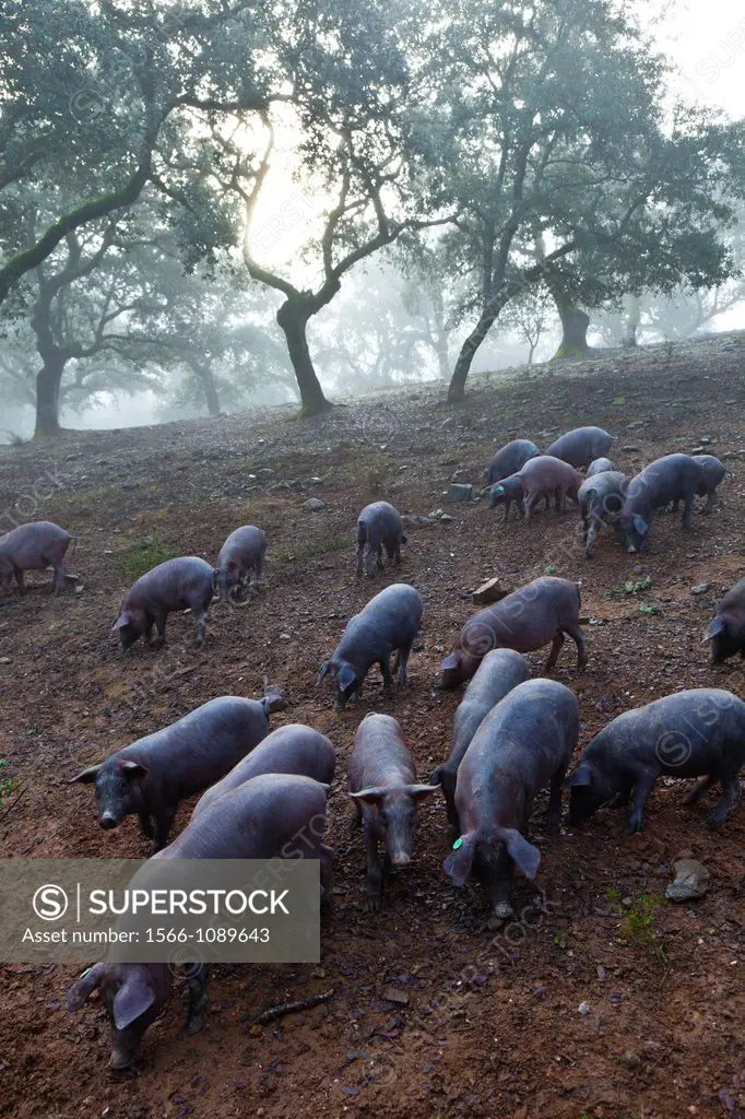 IBERIAN PIG, Sierra de Aracena Natural Park, Huelva, Andalucia, Spain, Europe