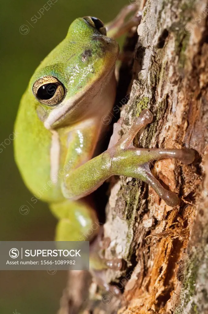 The green tree frog, Hyla cinerea, is a common species in the southern and southeastern United States