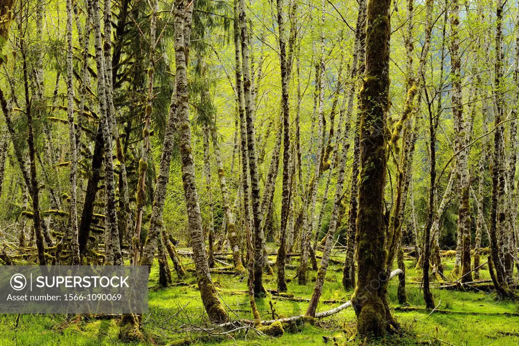 Red alder Alnus rubra grove, Olympic NP Hoh Rainforest, Washington, USA