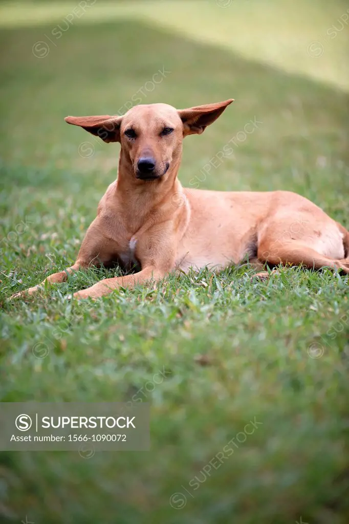 Dog with big ears lying in the grass