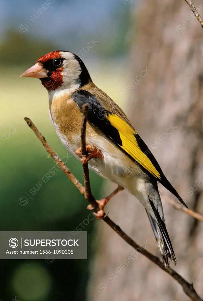 European goldfinch, Carduelis carduelis, Spain,