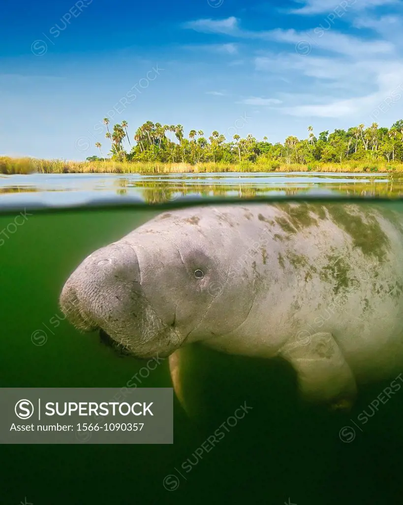 Florida manatee, Trichechus manatus latirostris, calf and marshland, over-under picture, endangered subspecies of the West Indian manatee, Kings Bay, ...